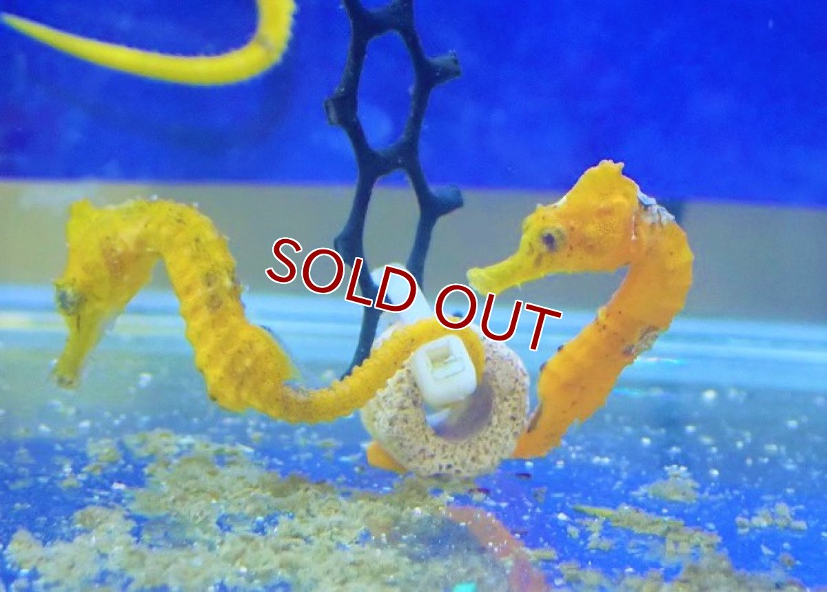 画像2: 【海水魚・タツノオトシゴ】ブリード ラインドシーホース（イエロー)【2匹セット】（±5-6cm）（サンプル画像）（生体）(海水魚) (2)