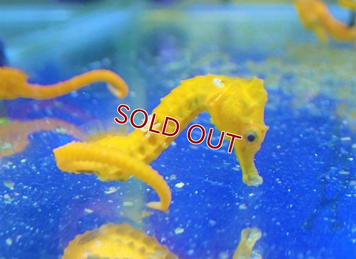 画像3: 【海水魚・タツノオトシゴ】ブリード ラインドシーホース（イエロー)【2匹セット】（±5-6cm）（サンプル画像）（生体）(海水魚) (3)