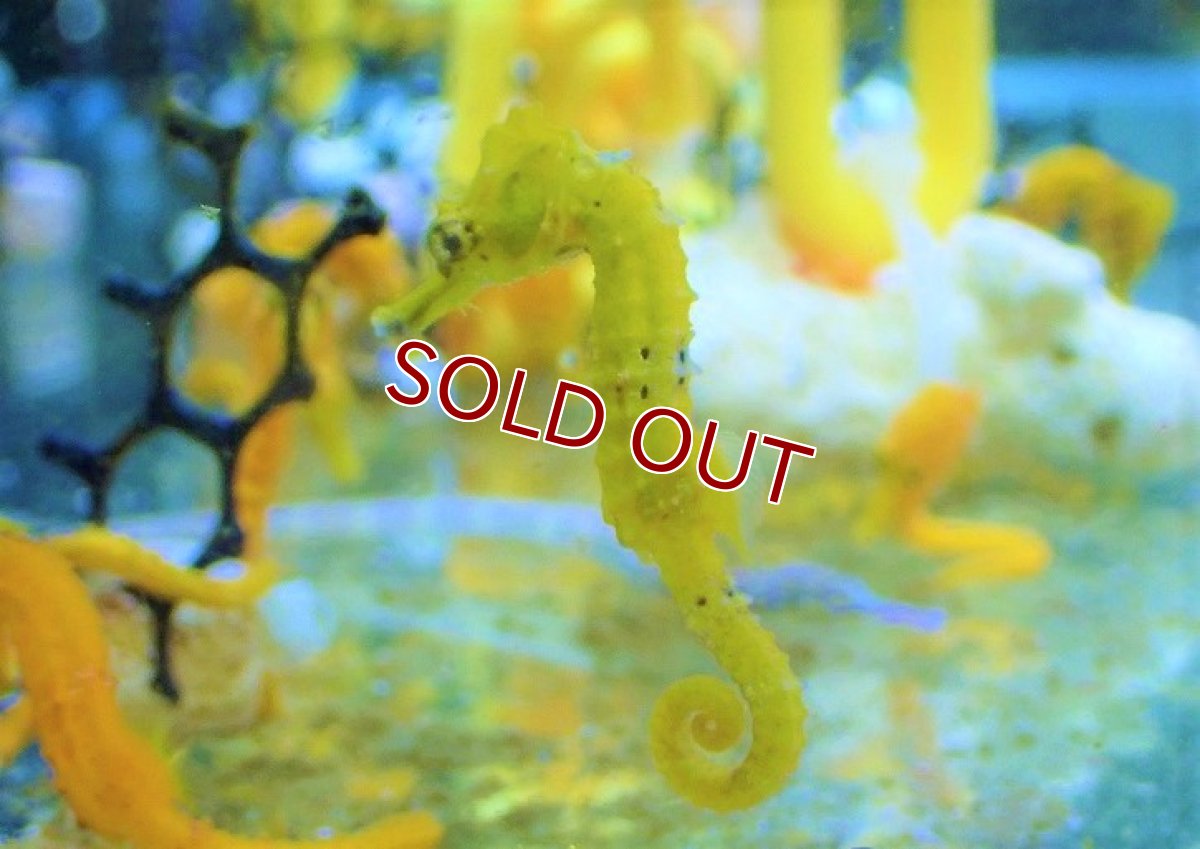 画像4: 【海水魚・タツノオトシゴ】ブリード ラインドシーホース（イエロー)【2匹セット】（±5-6cm）（サンプル画像）（生体）(海水魚) (4)