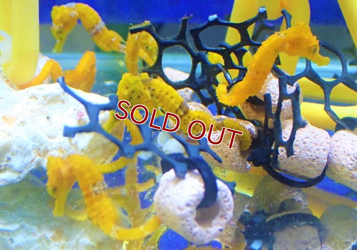 画像5: 【海水魚・タツノオトシゴ】ブリード ラインドシーホース（イエロー)【2匹セット】（±5-6cm）（サンプル画像）（生体）(海水魚) (5)