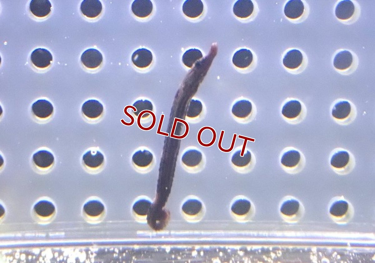 画像2: 【海水魚・ヨウジウオ】可愛い♪ホソミウミヤッコ（Baby）【1匹】（±3.5cm）（サンプル画像）（生体）(海水魚) (2)