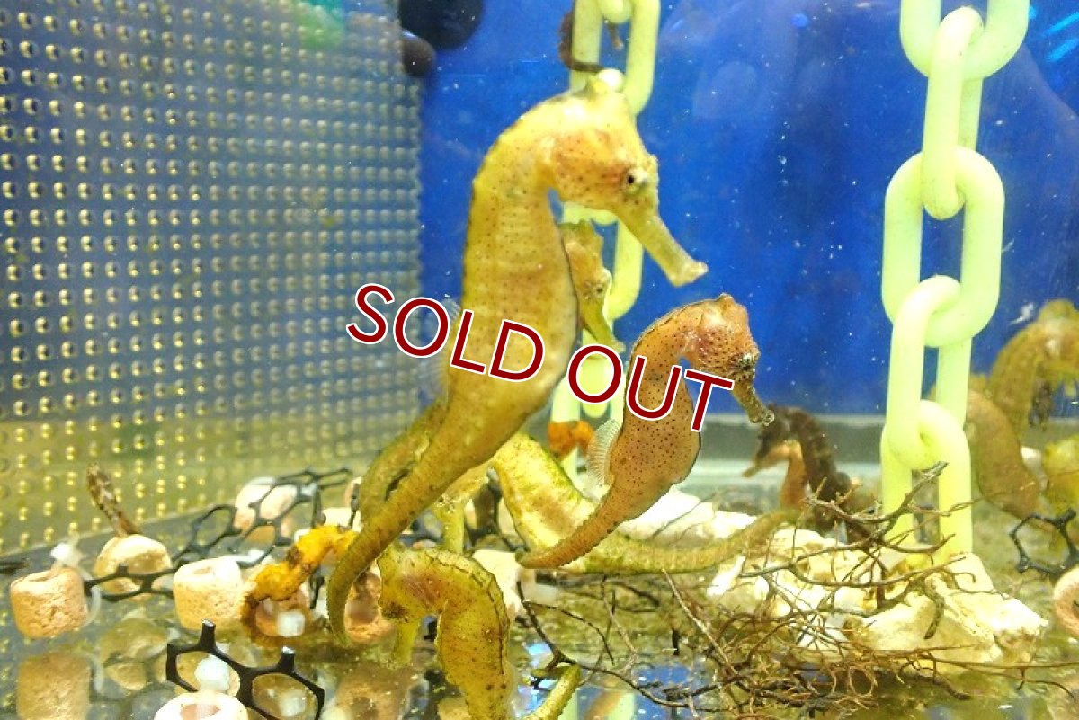 画像2: 【海水魚・タツノオトシゴ】【通販】 冷凍ブライン爆食い♪ブリードクロウミウマ（ペア）【1ペア】（±8-10cm） (サンプル画像）（生体）(海水魚) (2)