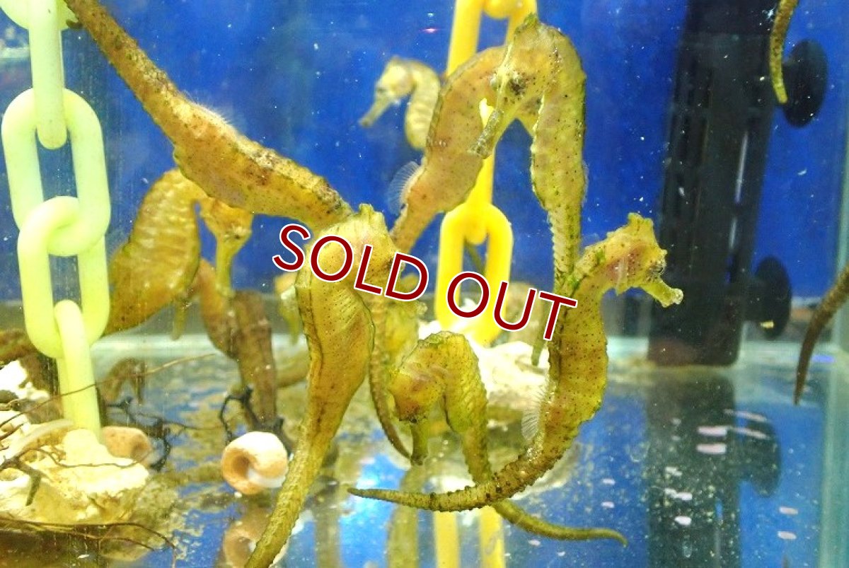 画像3: 【海水魚・タツノオトシゴ】【通販】 冷凍ブライン爆食い♪ブリードクロウミウマ（ペア）【1ペア】（±8-10cm） (サンプル画像）（生体）(海水魚) (3)