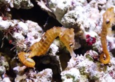 画像1: 【10％OFFクーポン対象個体】【海水魚・タツノオトシゴ】【通販】ブリードラインドシーホース（イエロー）【1匹】（±5-6cm）（サンプル画像）（生体）(海水魚) (1)