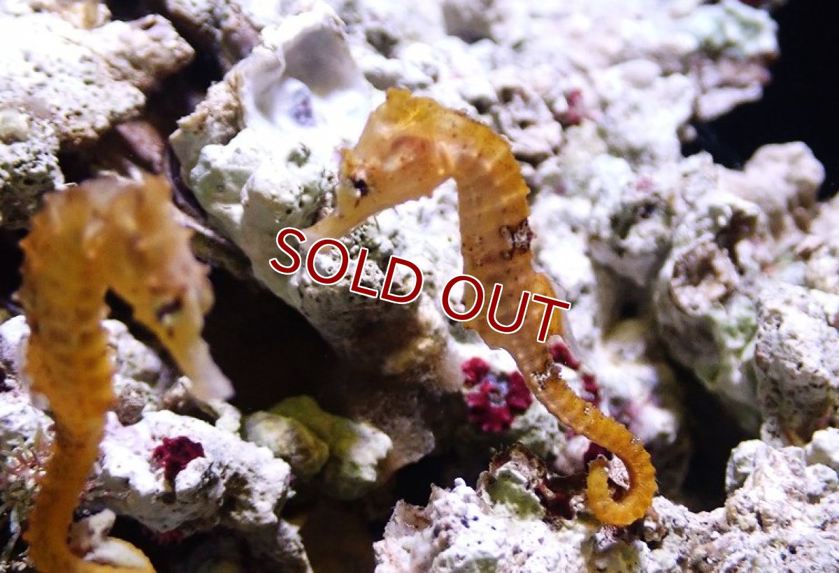 画像2: 【海水魚・タツノオトシゴ】【通販】ブリードラインドシーホース（イエロー）【1匹】（±5-6cm）（サンプル画像）（生体）(海水魚) (2)