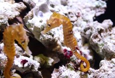 画像2: 【10％OFFクーポン対象個体】【海水魚・タツノオトシゴ】【通販】ブリードラインドシーホース（イエロー）【1匹】（±5-6cm）（サンプル画像）（生体）(海水魚) (2)