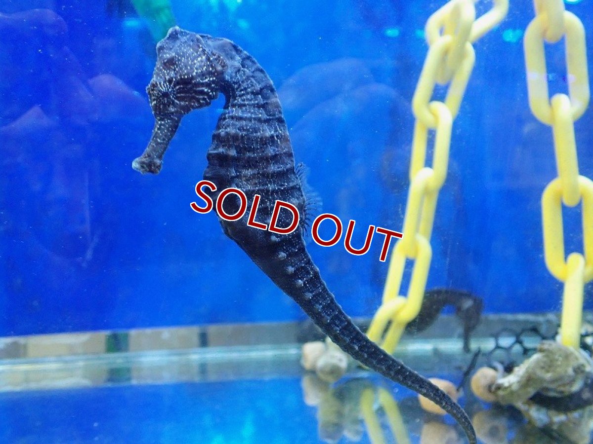 画像1: 【海水魚・タツノオトシゴ】【通販】クロウミウマ（ペア）XLサイズ【1ペア】（±11-13cm） (サンプル画像）（生体）(海水魚) (1)