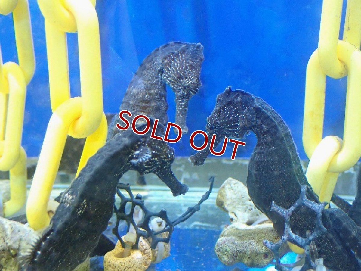 画像2: 【海水魚・タツノオトシゴ】【通販】クロウミウマ（ペア）XLサイズ【1ペア】（±11-13cm） (サンプル画像）（生体）(海水魚) (2)