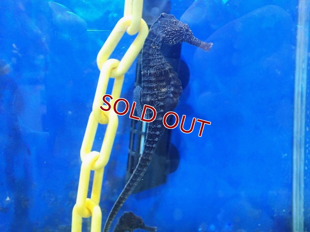 画像3: 【海水魚・タツノオトシゴ】【通販】クロウミウマ（ペア）XLサイズ【1ペア】（±11-13cm） (サンプル画像）（生体）(海水魚) (3)