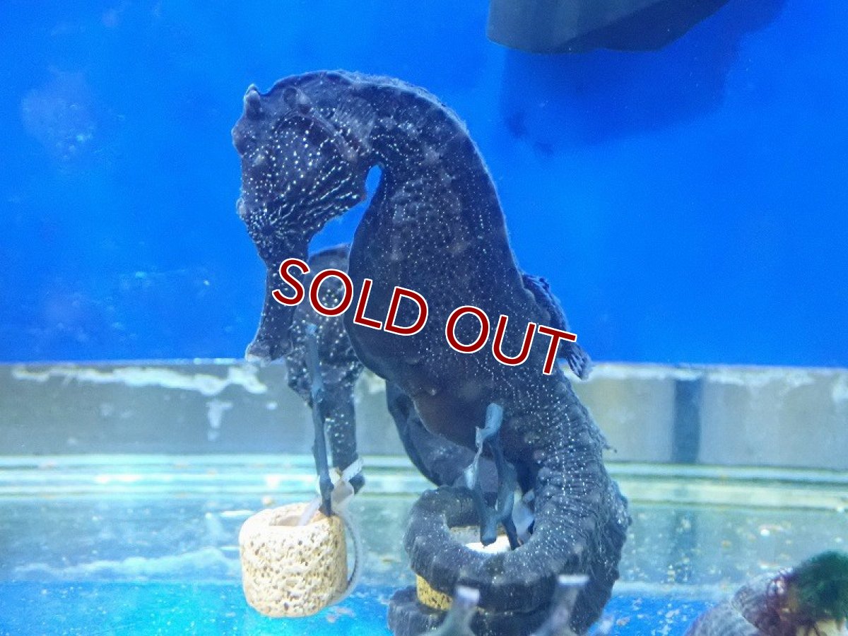 画像4: 【海水魚・タツノオトシゴ】【通販】クロウミウマ（ペア）XLサイズ【1ペア】（±11-13cm） (サンプル画像）（生体）(海水魚) (4)