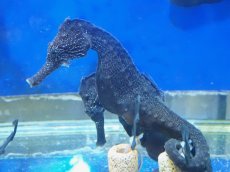 画像5: 【海水魚・タツノオトシゴ】【通販】クロウミウマ（ペア）XLサイズ【1ペア】（±11-13cm） (サンプル画像）（生体）(海水魚) (5)