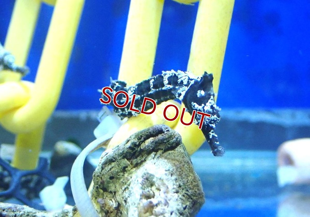 画像4: 【海水魚・タツノオトシゴ】【通販】ブリード ラインドシーホース（Aグレード）【1匹】（±5-6cm） (サンプル画像）（生体）(海水魚) (4)