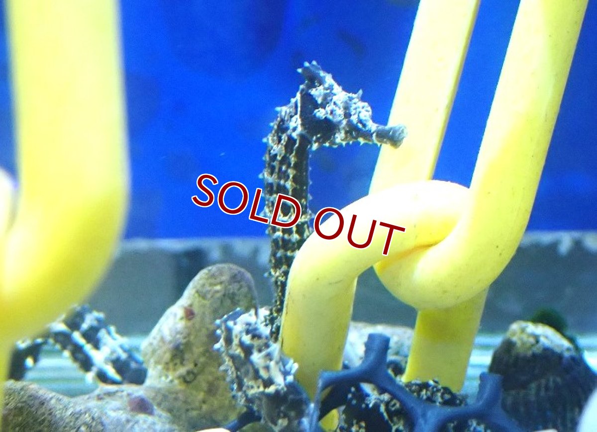 画像5: 【海水魚・タツノオトシゴ】【通販】ブリード ラインドシーホース（Aグレード）【1匹】（±5-6cm） (サンプル画像）（生体）(海水魚) (5)