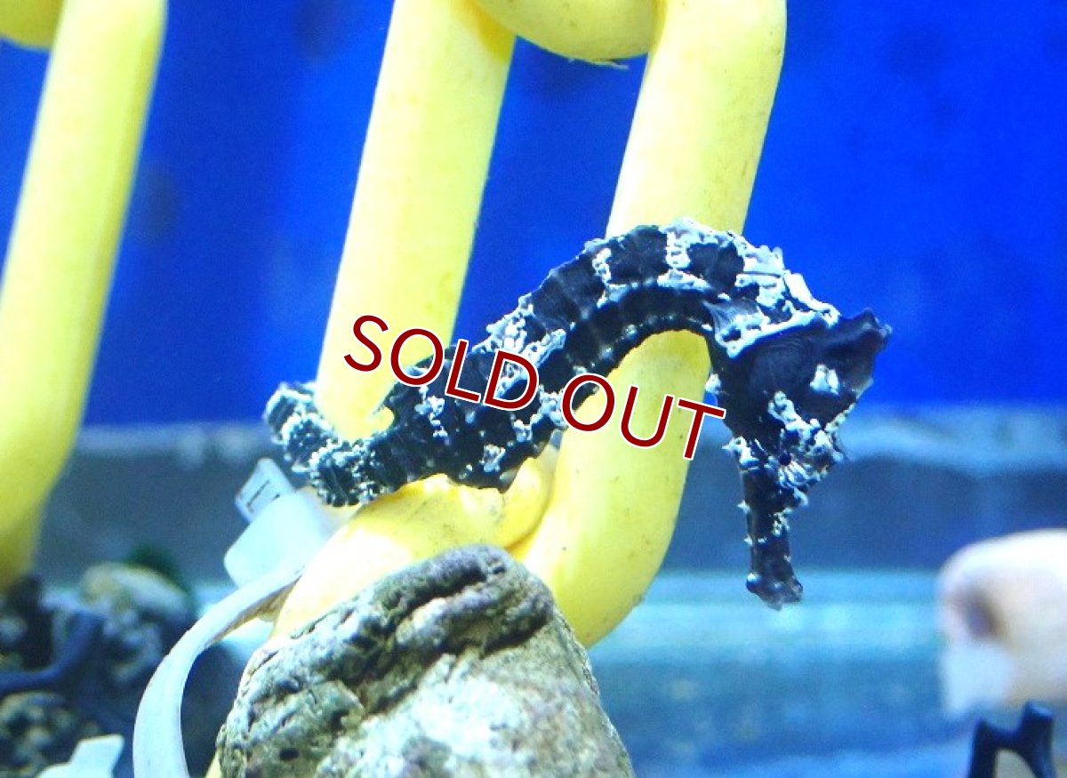 画像6: 【海水魚・タツノオトシゴ】【通販】ブリード ラインドシーホース（Aグレード）【1匹】（±5-6cm） (サンプル画像）（生体）(海水魚) (6)