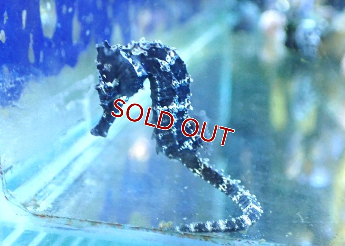 画像1: 【ウィンターセール 10％OFF対象商品】【海水魚・タツノオトシゴ】【通販】ブリード ラインドシーホース（Aグレード）【2匹セット】（±5-6cm） (サンプル画像）（生体）(海水魚) (1)