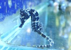 画像1: 【海水魚・タツノオトシゴ】【通販】ブリード ラインドシーホース（Aグレード）【2匹セット】（±5-6cm） (サンプル画像）（生体）(海水魚) (1)