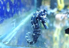 画像2: 【海水魚・タツノオトシゴ】【通販】ブリード ラインドシーホース（Aグレード）【2匹セット】（±5-6cm） (サンプル画像）（生体）(海水魚) (2)