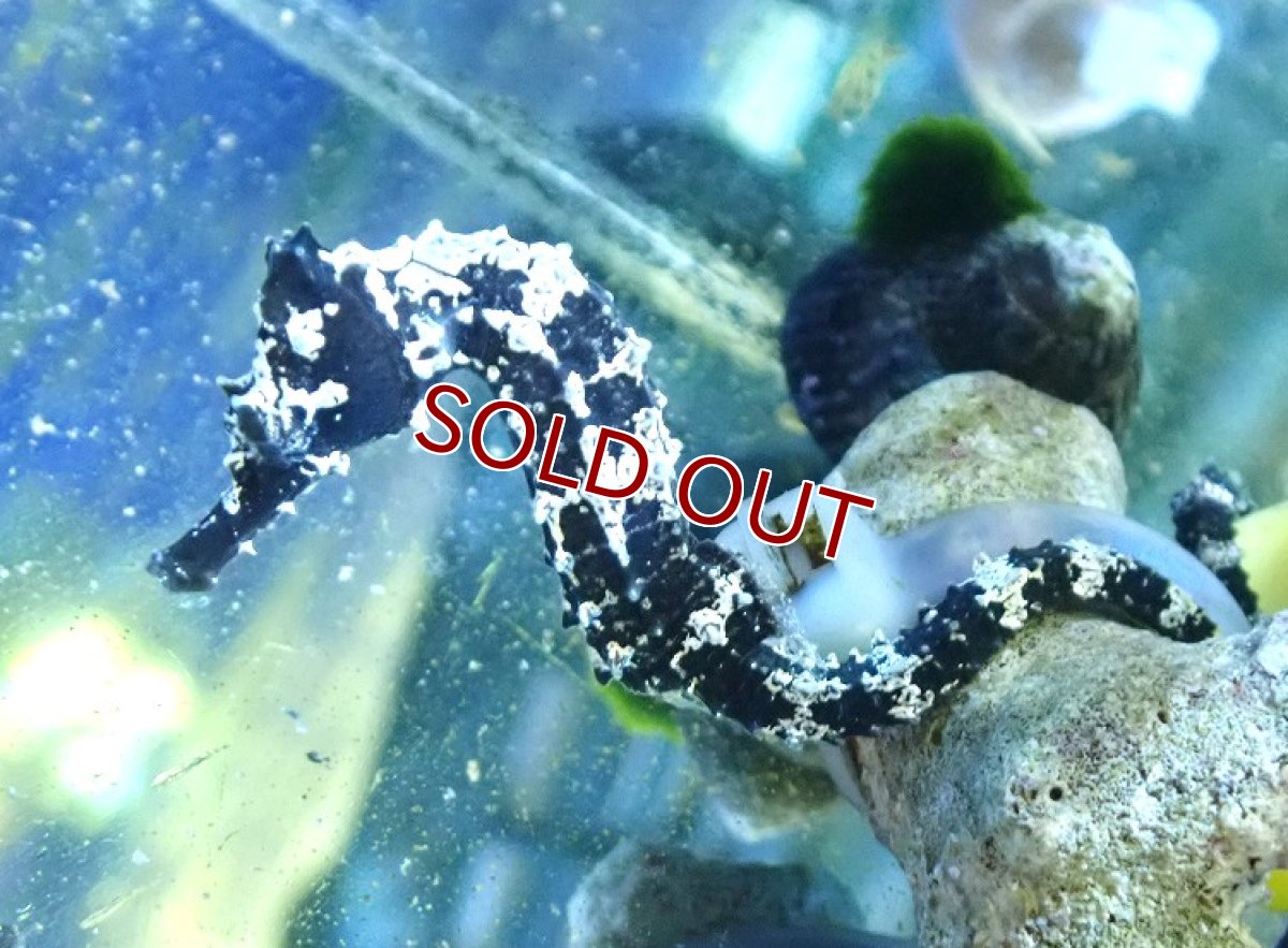 画像3: 【ウィンターセール 10％OFF対象商品】【海水魚・タツノオトシゴ】【通販】ブリード ラインドシーホース（Aグレード）【2匹セット】（±5-6cm） (サンプル画像）（生体）(海水魚) (3)