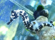 画像3: 【海水魚・タツノオトシゴ】【通販】ブリード ラインドシーホース（Aグレード）【2匹セット】（±5-6cm） (サンプル画像）（生体）(海水魚) (3)