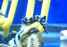 画像4: 【海水魚・タツノオトシゴ】【通販】ブリード ラインドシーホース（Aグレード）【2匹セット】（±5-6cm） (サンプル画像）（生体）(海水魚) (4)