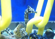 画像5: 【海水魚・タツノオトシゴ】【通販】ブリード ラインドシーホース（Aグレード）【2匹セット】（±5-6cm） (サンプル画像）（生体）(海水魚) (5)