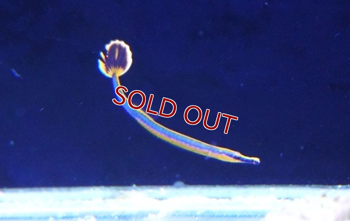 画像1: 【サマーセール クーポンご利用で更に10％OFF対象商品】【海水魚・ヨウジウオ】【通販】ヒバシヨウジ(1匹)（±3-4cm）（サンプル画像）（生体）(海水魚) (1)