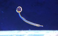 画像1: 【海水魚・ヨウジウオ】【通販】ヒバチヨウジ(1匹)（±3-4cm）（サンプル画像）（生体）(海水魚) (1)