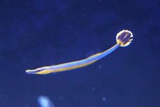 画像2: 【海水魚・ヨウジウオ】【通販】ヒバチヨウジ(1匹)（±3-4cm）（サンプル画像）（生体）(海水魚) (2)