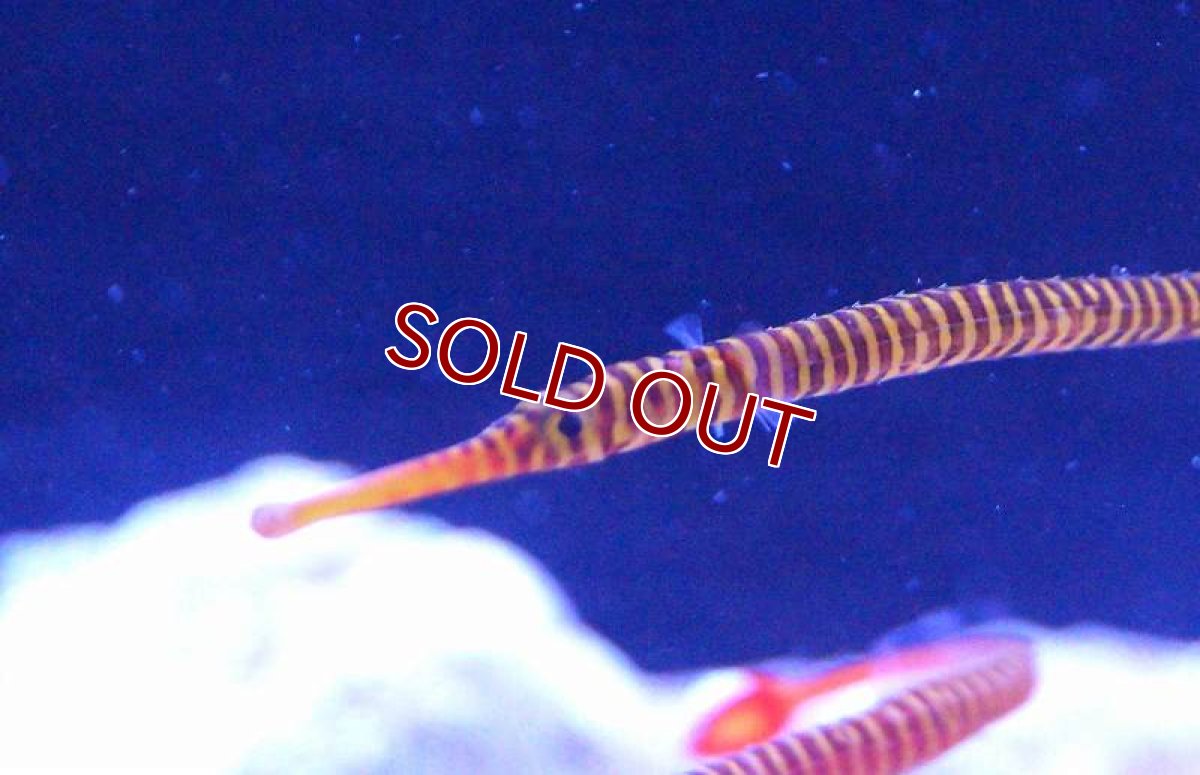画像2: 【海水魚】メニーリングドパイプフィッシュ(1匹)±5-7cm前後(サンプル画像）（生体）(海水魚)（サンゴ） (2)