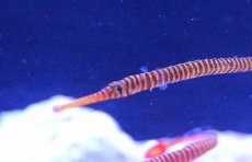 画像2: 【海水魚】【通販】メニーリングドパイプフィッシュ(1匹)±7-10cm前後(サンプル画像）（生体）(海水魚)（サンゴ） (2)