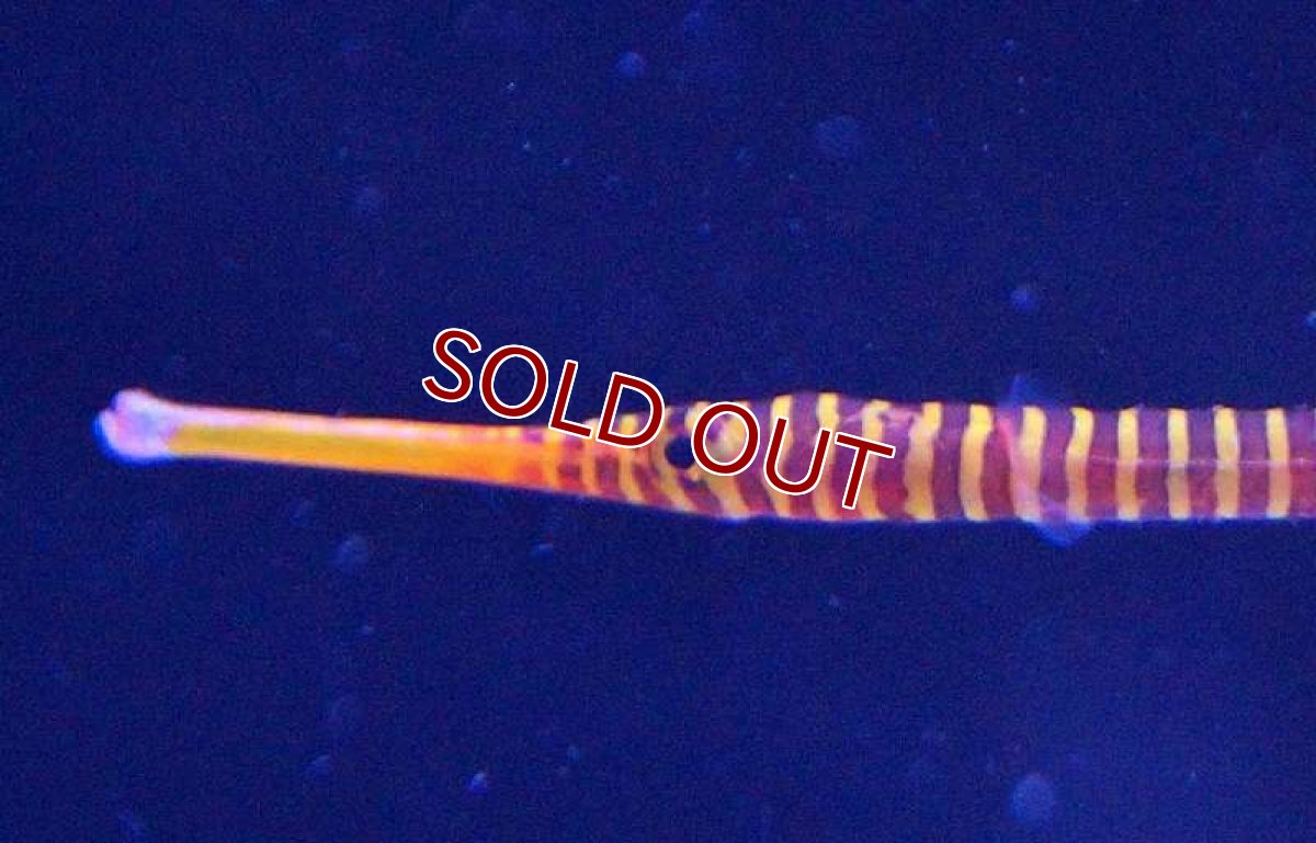 画像3: 【海水魚】メニーリングドパイプフィッシュ(1匹)±5-7cm前後(サンプル画像）（生体）(海水魚)（サンゴ） (3)