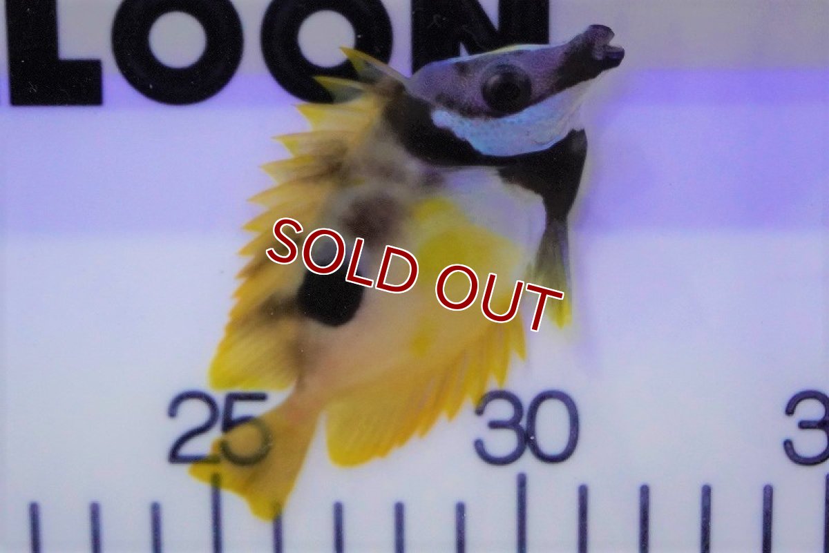 画像2: 【海水魚・アイゴ】ヒフキアイゴ（Mサイズ）(1匹)±7-9cm (サンプル画像）（生体）(海水魚) (2)