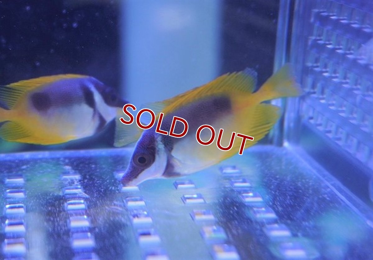 画像1: 【海水魚・アイゴ】ヒフキアイゴ（Sサイズ）【1匹】（±4-5cm）（サンプル画像）（生体）(海水魚)（サンゴ） (1)