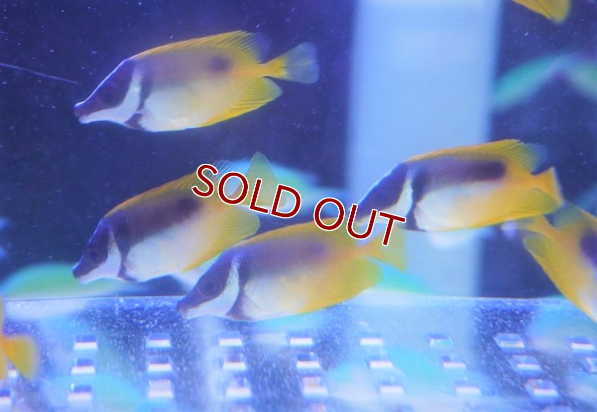 画像2: 【海水魚・ヤッコ】【通販】ヒフキアイゴ（Sサイズ）【3匹セット】（±4-5cm）（サンプル画像）（生体）(海水魚)（サンゴ） (2)