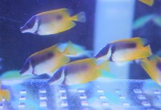 画像2: 【海水魚・アイゴ】【通販】ヒフキアイゴ（Sサイズ）【3匹セット】（±4-5cm）（サンプル画像）（生体）(海水魚)（サンゴ） (2)