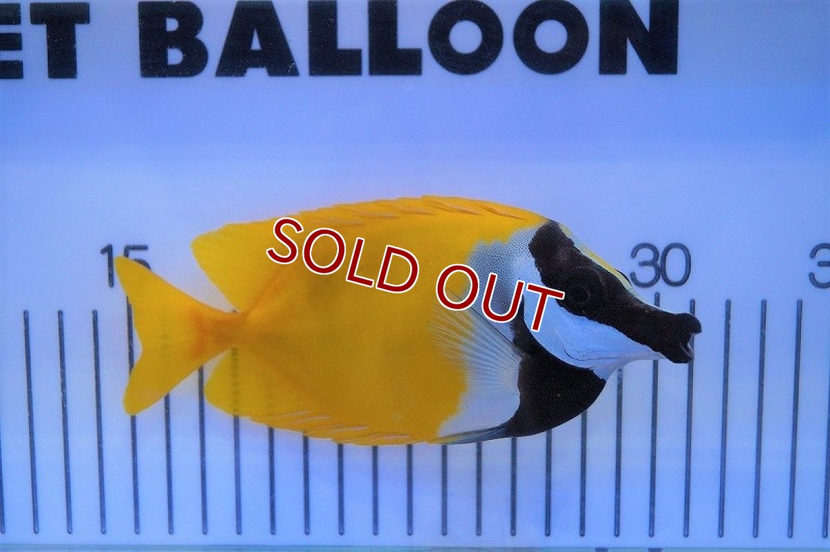 画像1: 【海水魚・アイゴ】ヒフキアイゴ（L-XLサイズ）(1匹)±11-13ｃｍ(サンプル画像）（生体）(海水魚)（サンゴ） (1)