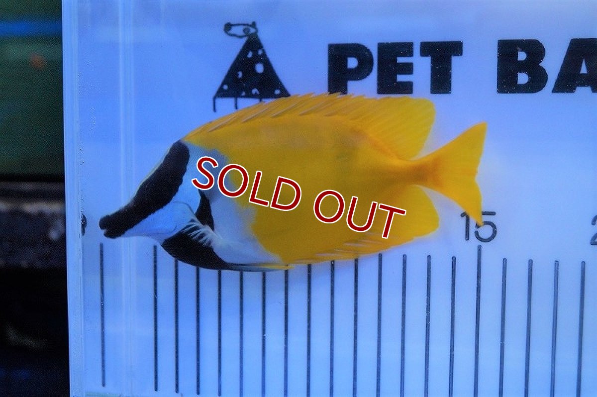 画像2: 【海水魚・アイゴ】ヒフキアイゴ（L-XLサイズ）(1匹)±11-13ｃｍ(サンプル画像）（生体）(海水魚)（サンゴ） (2)