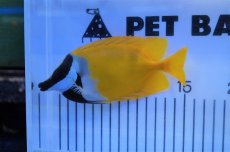画像2: 【海水魚・アイゴ】【通販】ヒフキアイゴ（L-XLサイズ）(1匹)±11-13ｃｍ(サンプル画像）（生体）(海水魚)（サンゴ） (2)