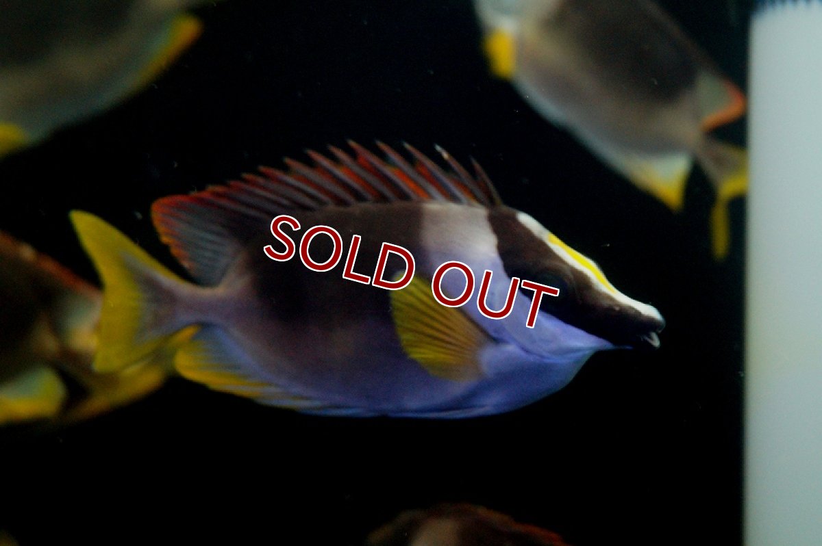 画像2: 【海水魚・アイゴ】アンダマンフォックスフェイス（M〜MLサイズ）【1匹】（±12-15cm） (サンプル画像）（生体）(海水魚) (2)