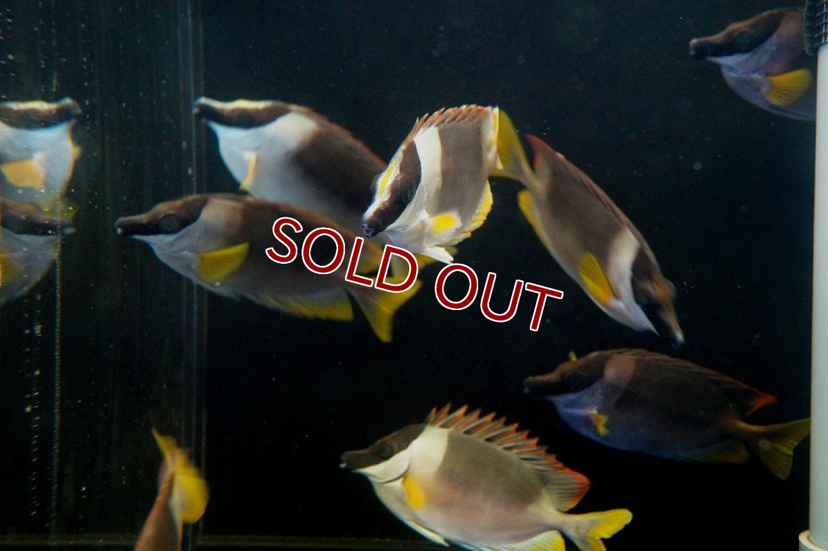 画像3: 【海水魚・アイゴ】アンダマンフォックスフェイス（M〜MLサイズ）【1匹】（±12-15cm） (サンプル画像）（生体）(海水魚) (3)