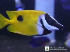 画像1: 【10%OFFクーポン対象商品】【海水魚】【通販】ヒフキアイゴ  （SMサイズ）(1匹)5-6cm前後(サンプル画像）（生体）(海水魚)（サンゴ） (1)