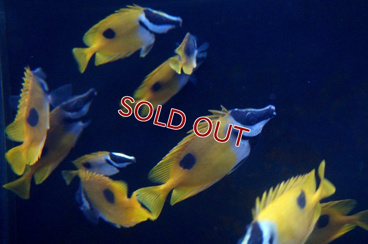 画像2: 【海水魚】ヒフキアイゴ  （SMサイズ）(1匹)5-6cm前後(サンプル画像）（生体）(海水魚)（サンゴ） (2)