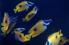 画像2: 【10%OFFクーポン対象商品】【海水魚】【通販】ヒフキアイゴ  （SMサイズ）(1匹)5-6cm前後(サンプル画像）（生体）(海水魚)（サンゴ） (2)