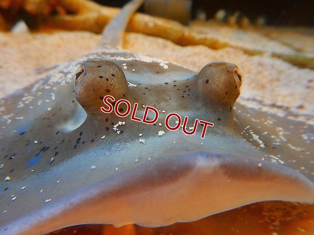 画像2: 【海水魚・エイ】ヤッコエイ(1匹)±15-25ｃｍ(サンプル画像）（生体）(海水魚)（サンゴ） (2)