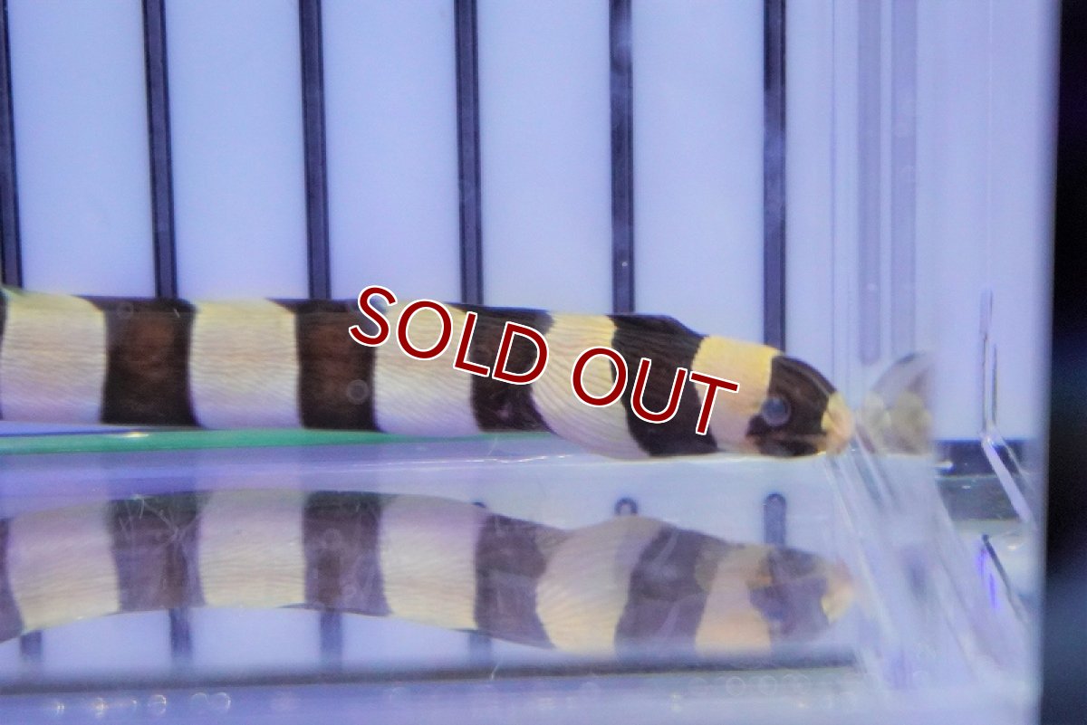 画像2: 【海水魚・ウミヘビ】シマウミヘビ(1匹)±40-50cm (サンプル画像）（生体）(海水魚)（サンゴ） (2)