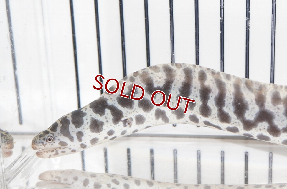 画像2: 【海水魚・ウツボ】【通販】チェーンリングモーレイ（1匹）（±20-30cm）（サンプル画像）（生体）(海水魚) (2)