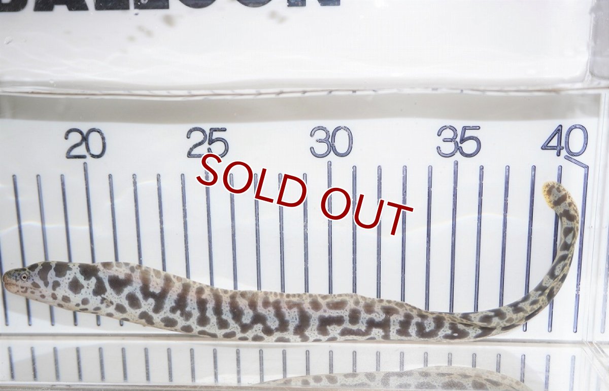 画像3: 【海水魚・ウツボ】【通販】チェーンリングモーレイ（1匹）（±20-30cm）（サンプル画像）（生体）(海水魚) (3)