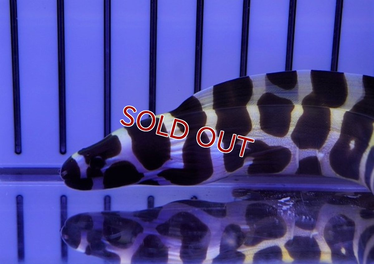 画像2: 【海水魚・ウツボ】ニセゴイシウツボ（SMーMサイズ)【1匹】（±40-50cm）（サンプル画像）（生体）(海水魚)（サンゴ） (2)