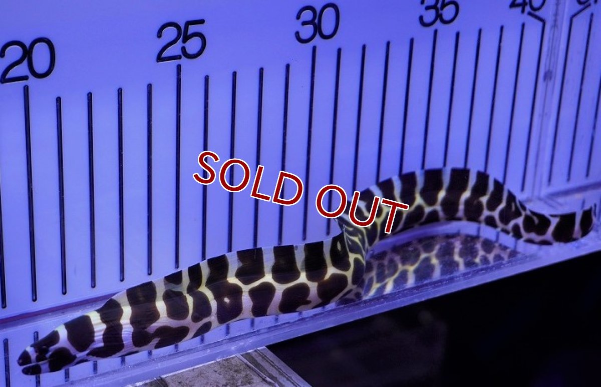 画像3: 【海水魚・ウツボ】ニセゴイシウツボ（SMーMサイズ)【1匹】（±40-50cm）（サンプル画像）（生体）(海水魚)（サンゴ） (3)