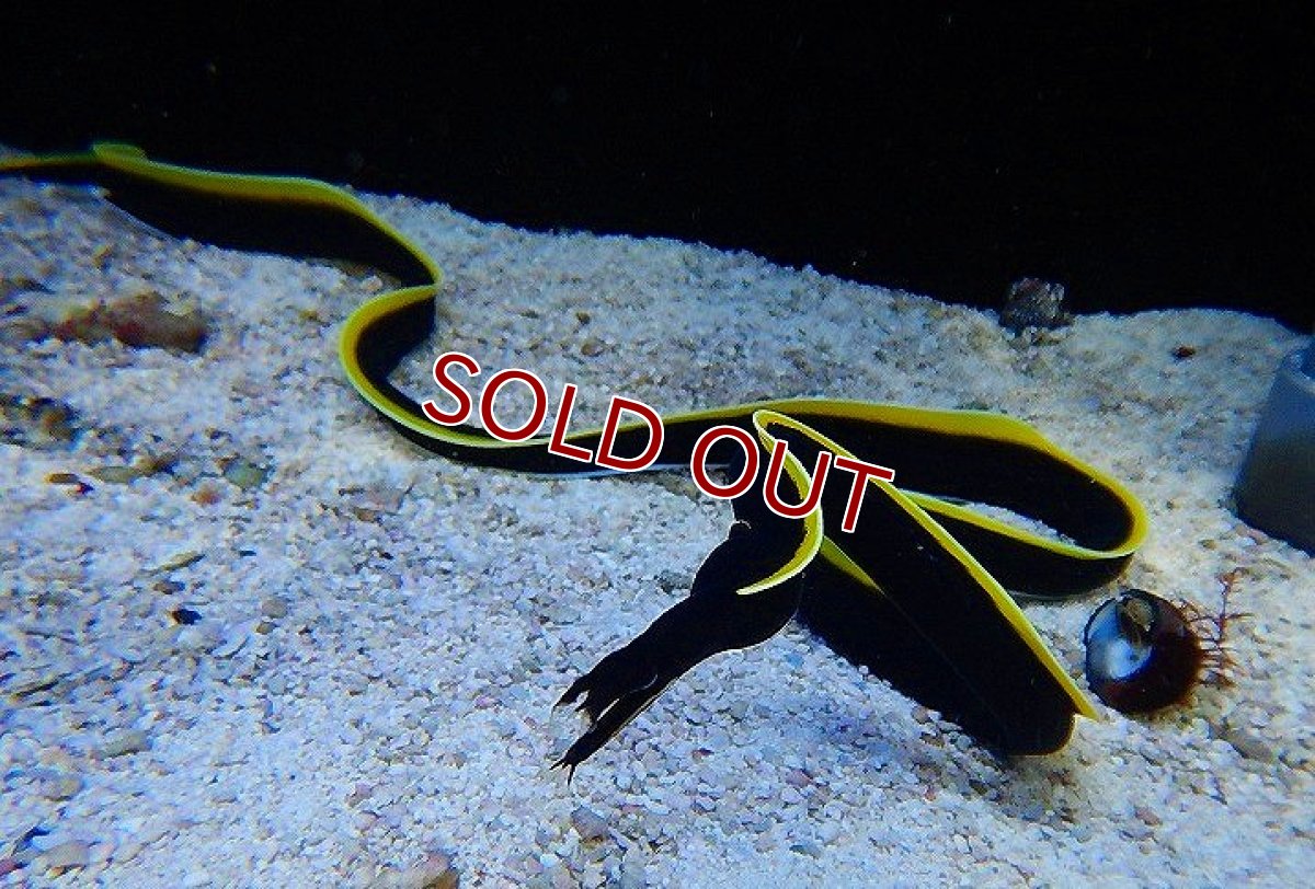 画像2: 【海水魚・ウツボ】ブラックリボンイール（ハナヒゲウツボ/幼魚）（1匹）（±30-40cm）（サンプル画像）（生体）(海水魚)（サンゴ） (2)